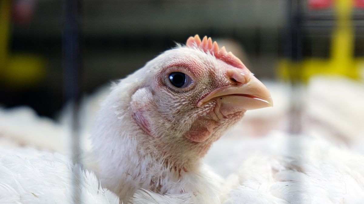 KFC přiznalo, že třetina kuřat je nemocná, ochránci tleskají